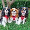 'Merlot' Adjustable Dog Harness - Image 5
