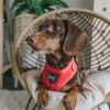 'Merlot' Adjustable Dog Harness - Image 4