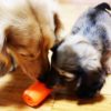 Can Toy & Treat Dispenser - Image 4