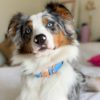 Blumond' Dog Collar - Image 4